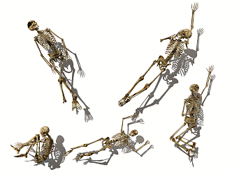 Modern Skeleton Human Skeleton Human Skeleton 3d model