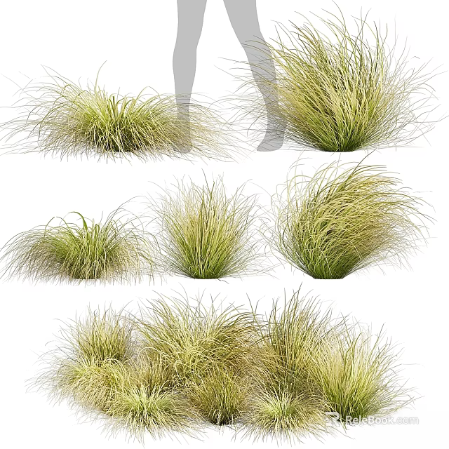 Lush Various Ornamental Grasses for Garden Landscaping With Different Heights And Textures 3d model 