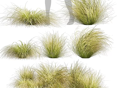 Lush Various Ornamental Grasses for Garden Landscaping With Different Heights And Textures 3d model