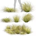 Lush Various Ornamental Grasses for Garden Landscaping With Different Heights And Textures