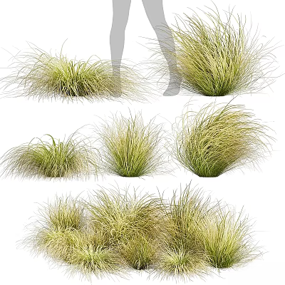 Lush Various Ornamental Grasses for Garden Landscaping With Different Heights And Textures 3d model