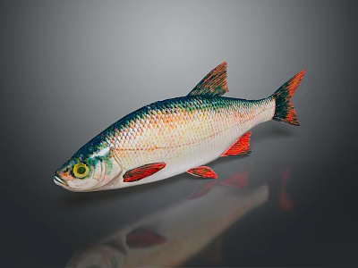Colorful Freshwater Fish With Green Silver Scales Red Fins And Yellow Eyes 3d model