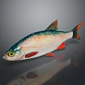 Colorful Freshwater Fish With Green Silver Scales Red Fins And Yellow Eyes