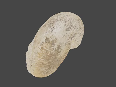 Detailed Natural Ivory Seashell With Textured Surface On Gray Background 3d model