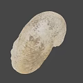 Detailed Natural Ivory Seashell With Textured Surface On Gray Background