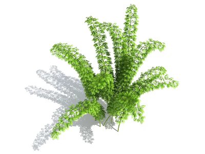 Lush Green Bamboo Plants With Dense Foliage And Natural Shadows 3d model
