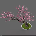 Potted Arbor Tree With Pink Blossoms Green Grass And White Pot