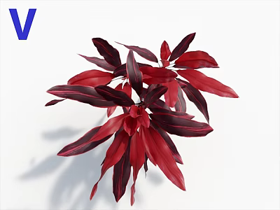 Red And Dark Red Clustered Leaves Of Ornamental Indoor Decor Plant 3d model