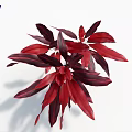 Red And Dark Red Clustered Leaves Of Ornamental Indoor Decor Plant