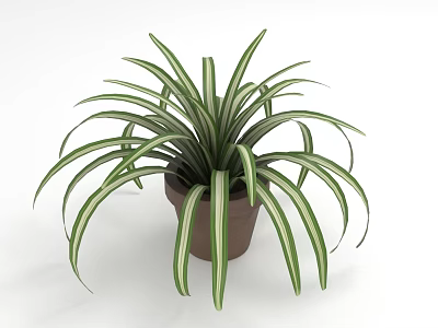 Decorative Indoor Green Plant With Long Striped Leaves In Brown Pot 3d model