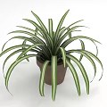 Decorative Indoor Green Plant With Long Striped Leaves In Brown Pot