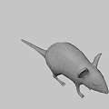 Gray Small Mouse With Big Ears And Short Tail Standing On White Background