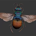 Colorful Insect With Blue Green Orange Body And Transparent Wings On Gray Background