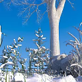 Snow Covered Flowers And Plants With Bare Tree Trunk Blue Sky And Stone