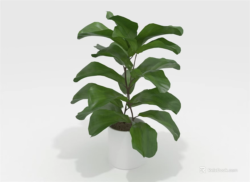 Beautiful Indoor Green Plant With Large Broad Leaves In White Pot 3d model 