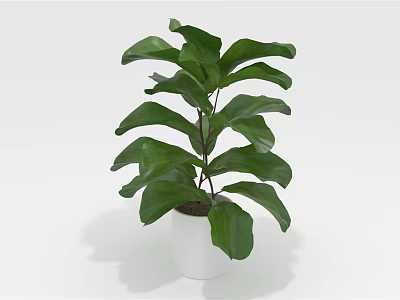 Beautiful Indoor Green Plant With Large Broad Leaves In White Pot 3d model