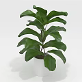 Beautiful Indoor Green Plant With Large Broad Leaves In White Pot
