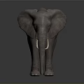 Detailed Realistic 3D Elephant Model Standing Isolated On Dark Background