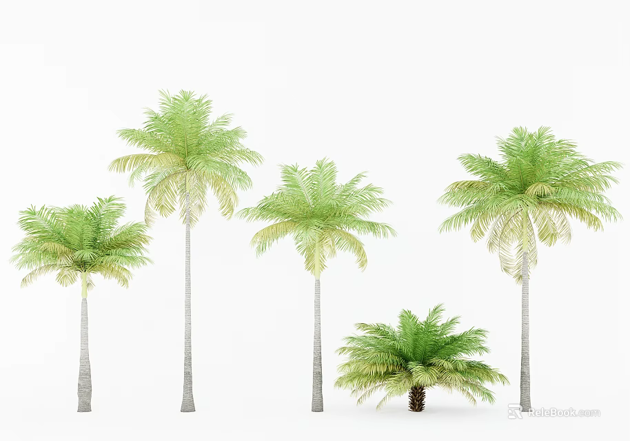 Green Palm Trees With Lush Foliage And Different Heights On White Background 3d model 