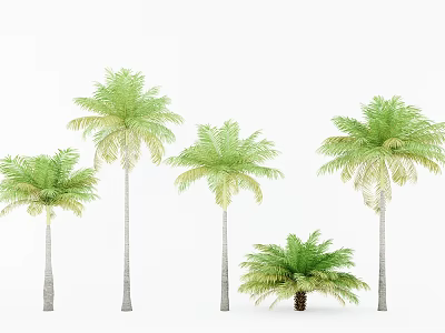 Green Palm Trees With Lush Foliage And Different Heights On White Background 3d model
