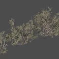 Lush Green Foliage On Shrubbery Branches With Natural Curved Arrangement Form