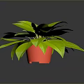 Lush Green Potted Plant With Red Pot On Dark Reflective Surface