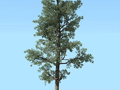 Tall Green Tree With Lush Foliage Trunk And Clear Blue Sky 3d model