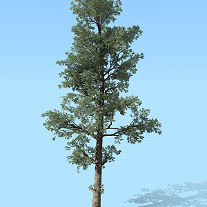 Modern Tree Pine Conifer Plant 3d model