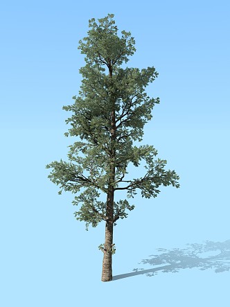 Modern Tree Pine Conifer Plant 3d model