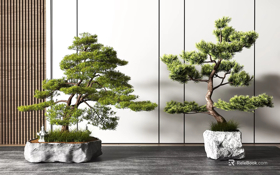 Elegant Bonsai Pine Trees In Natural Stone Pots With White Walls And Dark Wooden Floor 3d model 