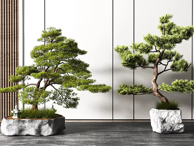 Elegant Bonsai Pine Trees In Natural Stone Pots With White Walls And Dark Wooden Floor 3d model