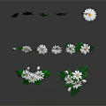 White Daisies with Green Leaves in Fresh Plant Arrangement on Reflective Surface