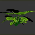 Green Plant With Large Leaves Yellow Striped Edges And Prominent Veins On Dark Background