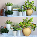 Various Decorative Bonsai Potted Plants In Different Containers With Greenery And Labels