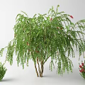 Ornamental Arbor Tree with Green Weeping Branches Red Flowers and Small Shrubs