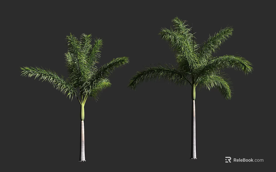 Tall Palm Trees With Slender Trunks And Lush Green Fronds 3d model 
