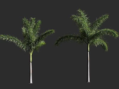 Tall Palm Trees With Slender Trunks And Lush Green Fronds 3d model