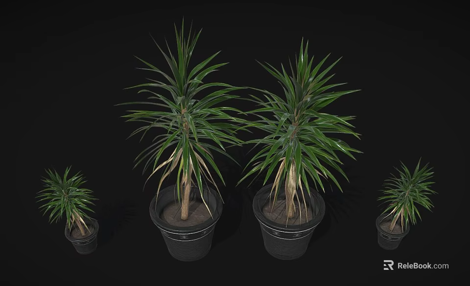 Dragon Tree Plants in Various Sizes Planted in Black Plastic Pots for Home Decoration 3d model 