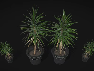 Dragon Tree Plants in Various Sizes Planted in Black Plastic Pots for Home Decoration 3d model