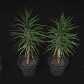 Dragon Tree Plants in Various Sizes Planted in Black Plastic Pots for Home Decoration