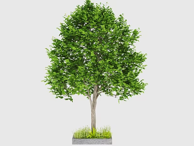 Lush Green Arbor With Dense Foliage And Sturdy Trunk In Planter Base 3d model
