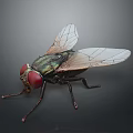 Detailed House Fly With Red Eyes Green Metallic Body And Transparent Wings On Gray Background