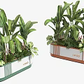 Potted Bonsai Plants With White Container Green Orange Trim Large Green Leaves And Decorative Foliage
