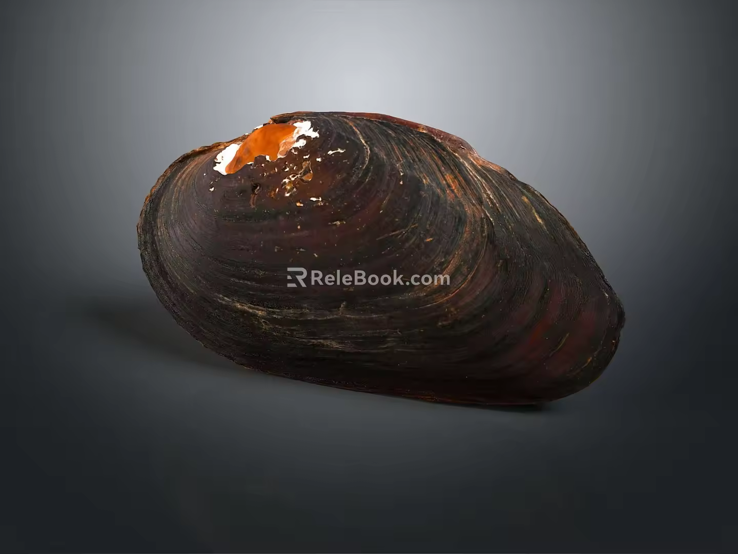 Shell Cartoon Pearl Pink Red Shell Mussel Clam Freshwater Pearl Seawater Pearl Nanyang Pearl 3d model