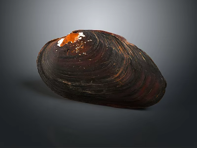 Dark Brown Shiny Decorative Shell With Orange Accent As Household Decor Item 3d model