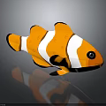 3D Clownfish With Orange Body White Stripes Black Edges Black Eyes And Reflection