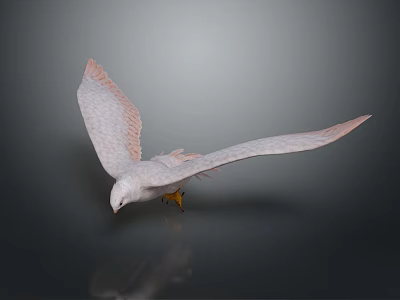 Modern Falcon Red Falcon Eagle 3d model