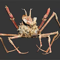 Giant Spider Crab With Long Legs Reddish Brown Spiky Exoskeleton On Black Background
