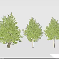 Three Arbor Trees With Green Leaves And Trunks On White Background 3d model