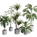 Various Bonsai Potted Plants With Green Leaves In Gray Ceramic Pots For Home Decor